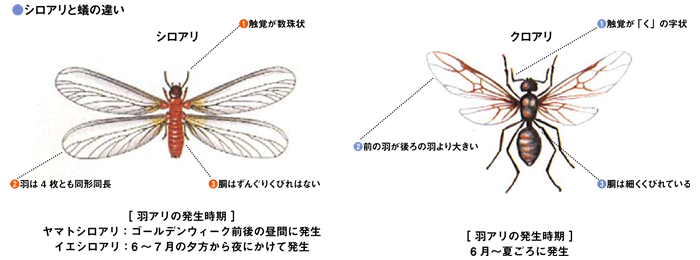 シロアリと蟻の違い