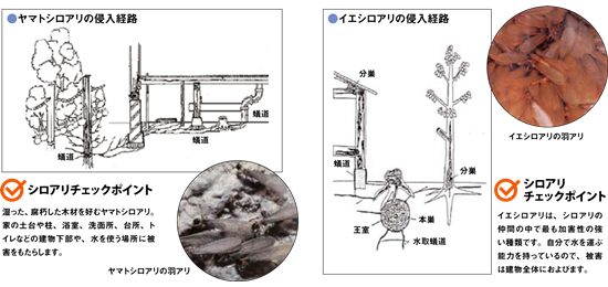 ヤマトシロアリとイエシロアリの侵入経路